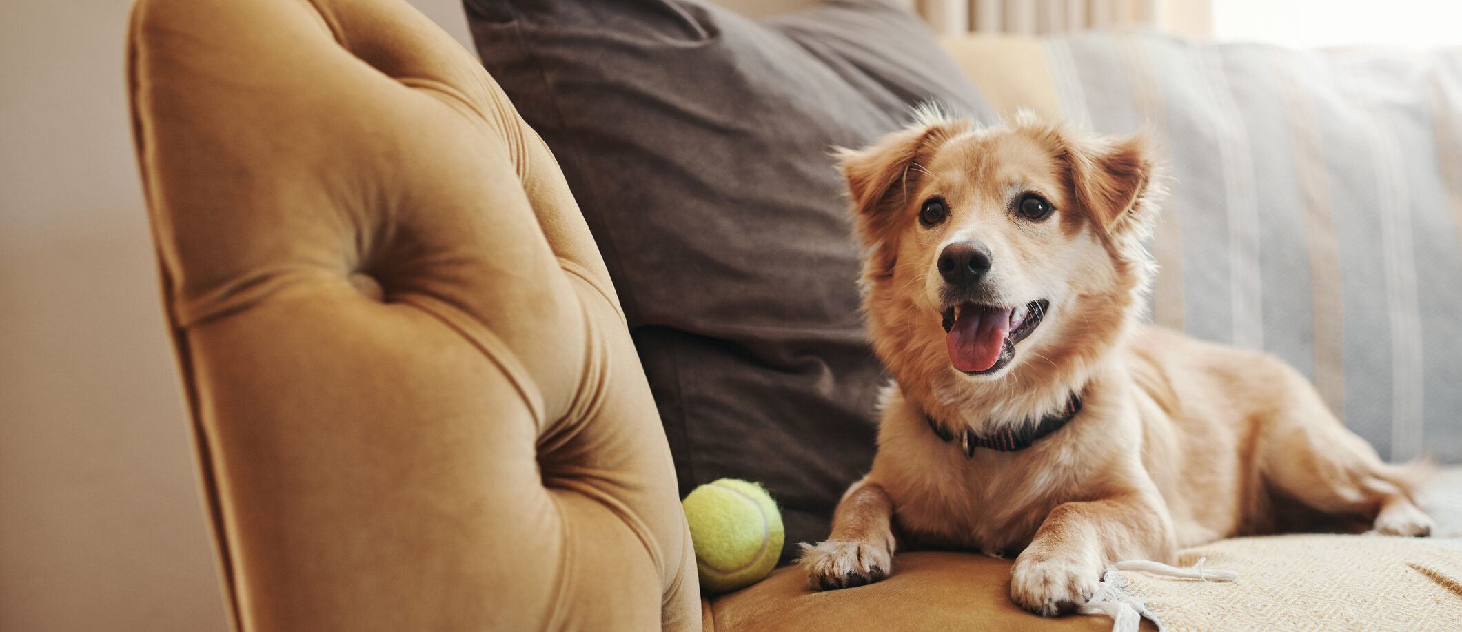 Divorce Bites But Who Gets the Pet?